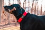 ノブル犬の首輪 (1.5 インチ) 赤