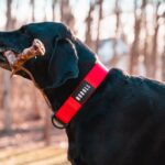 ノブル犬の首輪 (1.5 インチ) 赤