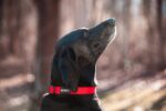 ノーブル犬の首輪 (1 インチ) 赤 - 画像 (2)