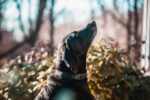 ノーブル犬の首輪 (1 インチ) 黒