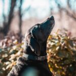ノーブル犬の首輪 (1 インチ) 黒