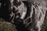 Nobull Japan 犬用首輪 (1.5インチ) ブラック - 画像 (2)