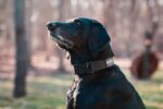 Nobull Japan 犬用首輪 (1.5インチ) ブラック - 画像 (3)