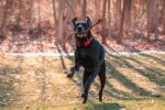 Nobull Japan 犬用首輪 (1.5インチ) レッド - 画像 (3)